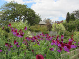 Sweet pea flowers in garden with a glimpse of the Stone store