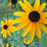 Kerikeri Mission Station Seeds