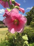 Dusky pink Hollyhock flower