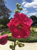 dark pink hollyhock flower