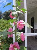 Dusky pink hollyhock flowers on stem