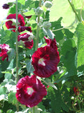 Red hollyhock flowers